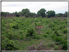 foto Parco nazionale del Chobe